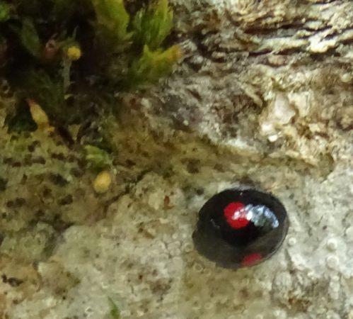 Réf. 239 110 : Chilocorus renipustulatus